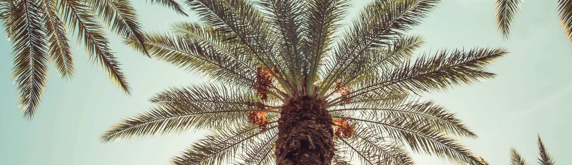 A view from underneath of palm trees against a blue sky