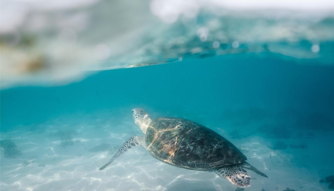 Activation Content B2C - VOL.001 - Activation_Content_B2C-Hotel_Ppening-Radisson_Collection-SoMe-Image-1000x300-EN-SEAP-Leisure