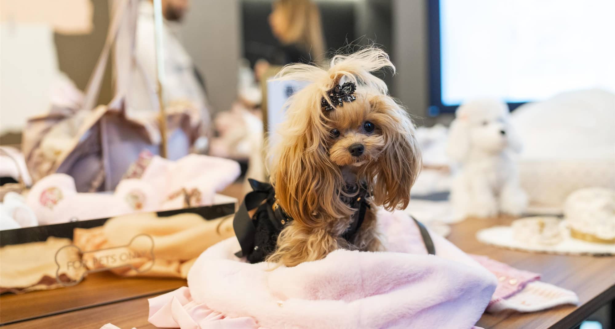 Palazzo Touring Club Milan, A Radisson Collection Hotel - Pet-friendly events