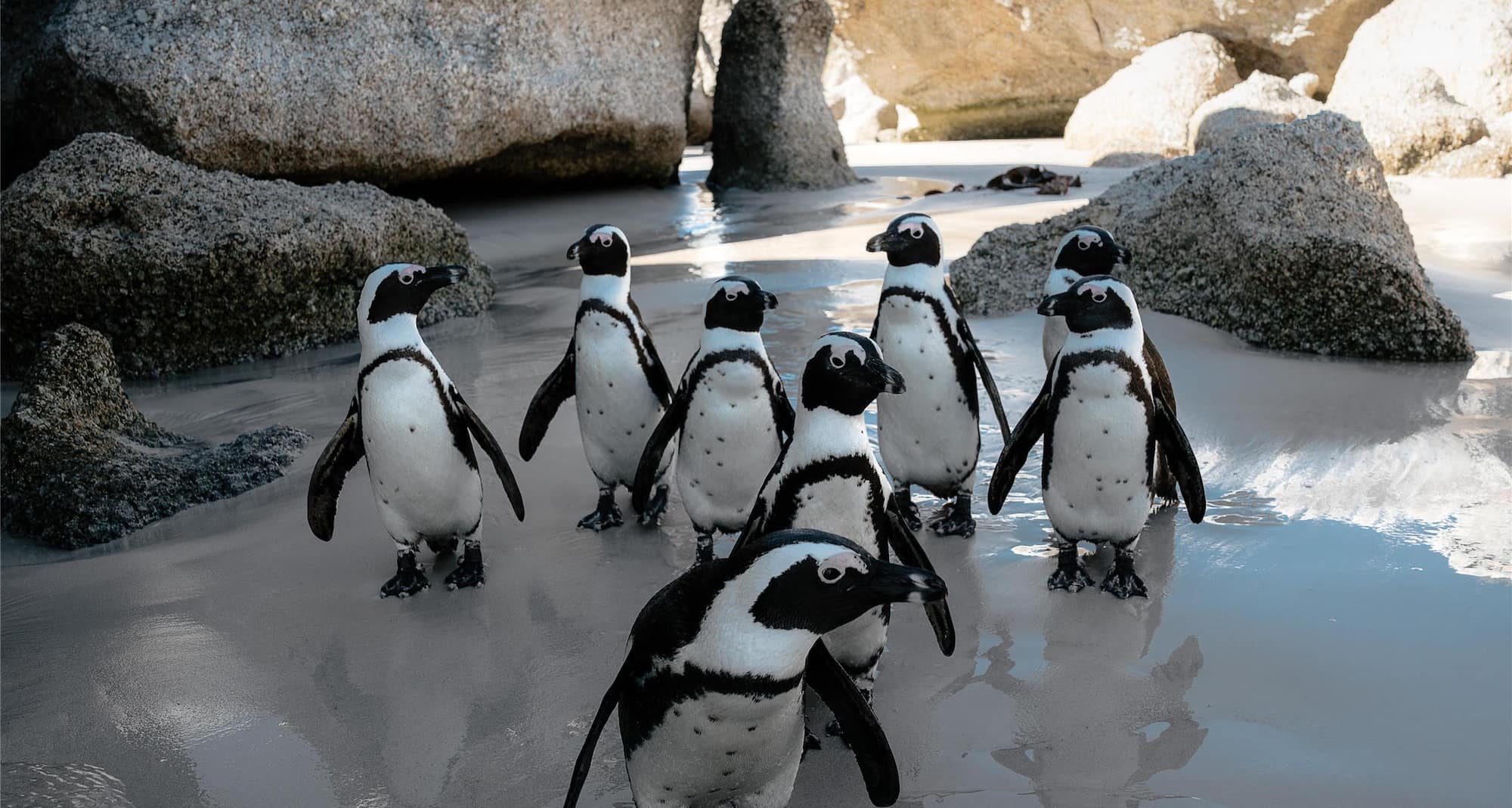 Boulders Beach