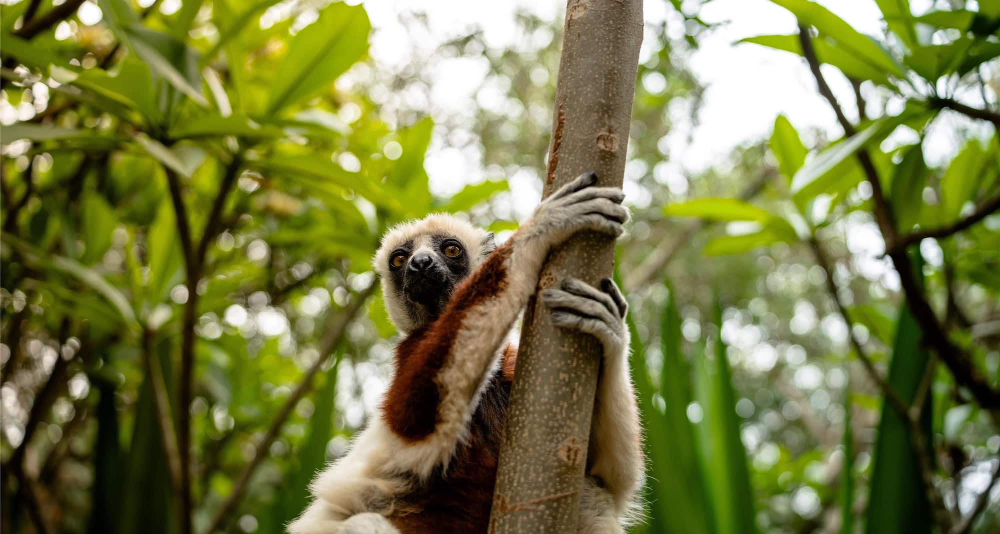 Radisson Blu Hotel, Antananarivo Waterfront - Activities - Wildlife adventure to Andasibe