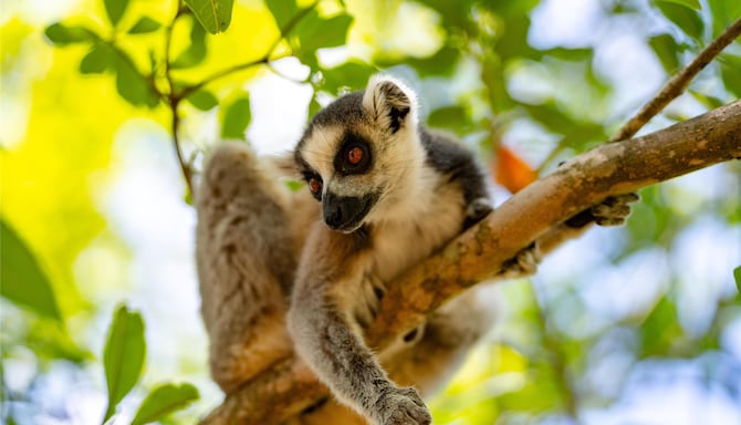 Activation Content B2C - VOL.003 - Activation_Content_B2C-Radisson_Blu-Web_Module-Other-EN-MEAT-General