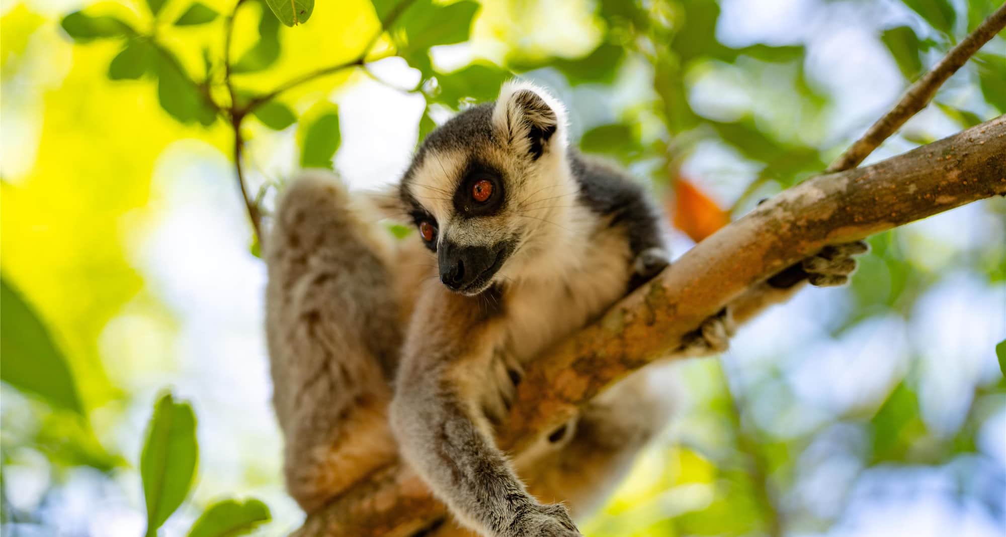Lemurs' Park