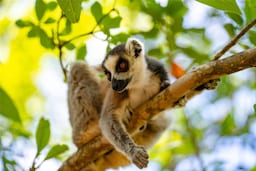 Activation Content B2C - VOL.003 - Activation_Content_B2C-Radisson_Blu-Web_Module-Other-EN-MEAT-General