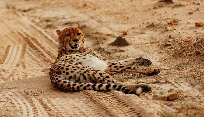 Safari Hotels