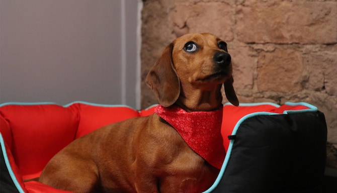 Radisson RED Liverpool - Rad Pets