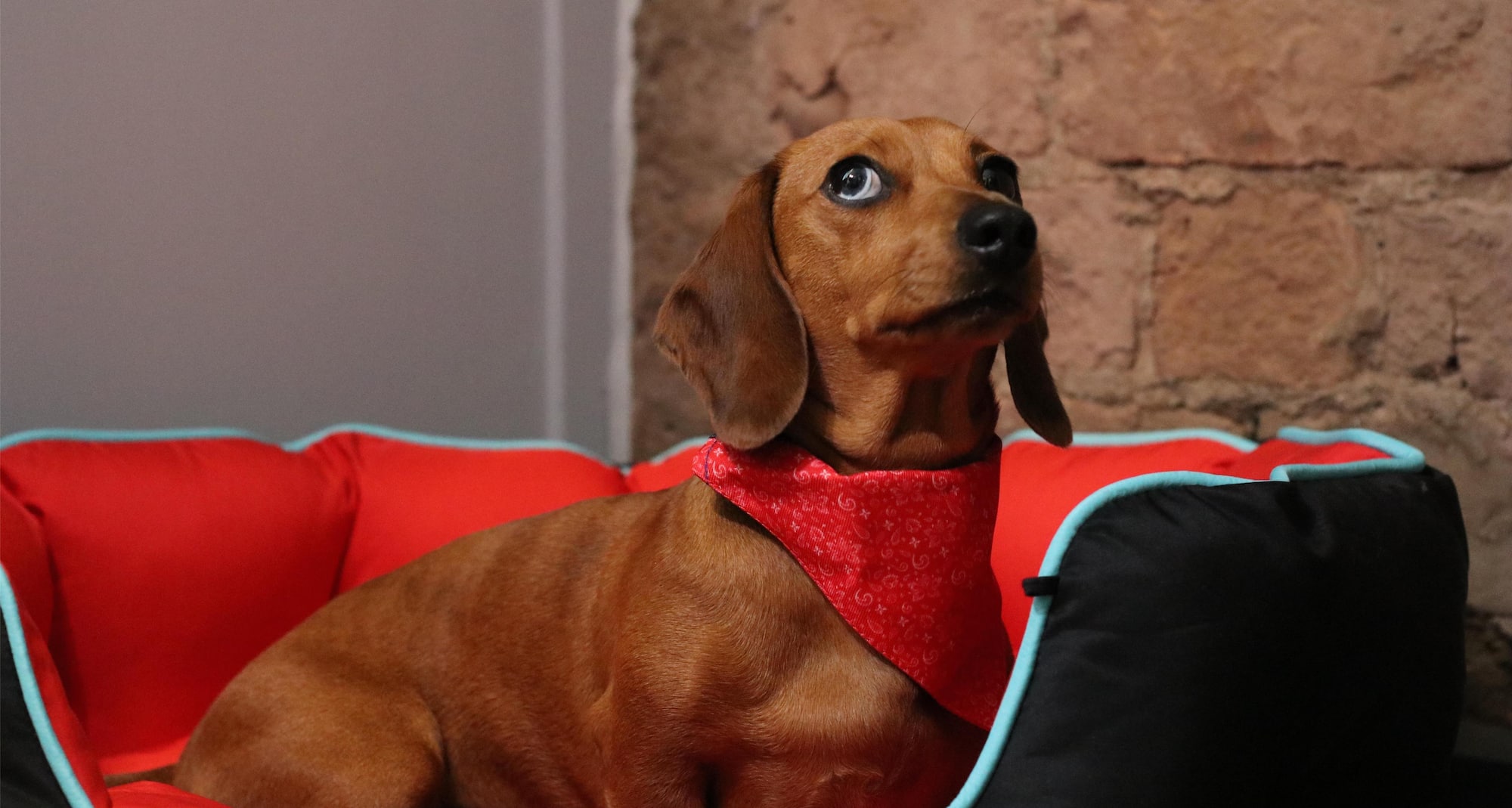 Radisson RED Liverpool - Rad Pets