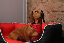 Radisson RED Liverpool - Rad Pets