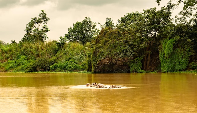 Hippos from Domaine Bini