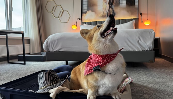 Activation Content B2C - VOL.013 - Activation_Content_B2C-Connection_Hub_Destination_Family_Pets_Rad_Pets-Radisson_Blu-SoMe_Web_Module_Other-Carousel-1080x1080-EN-CESEEBA-General