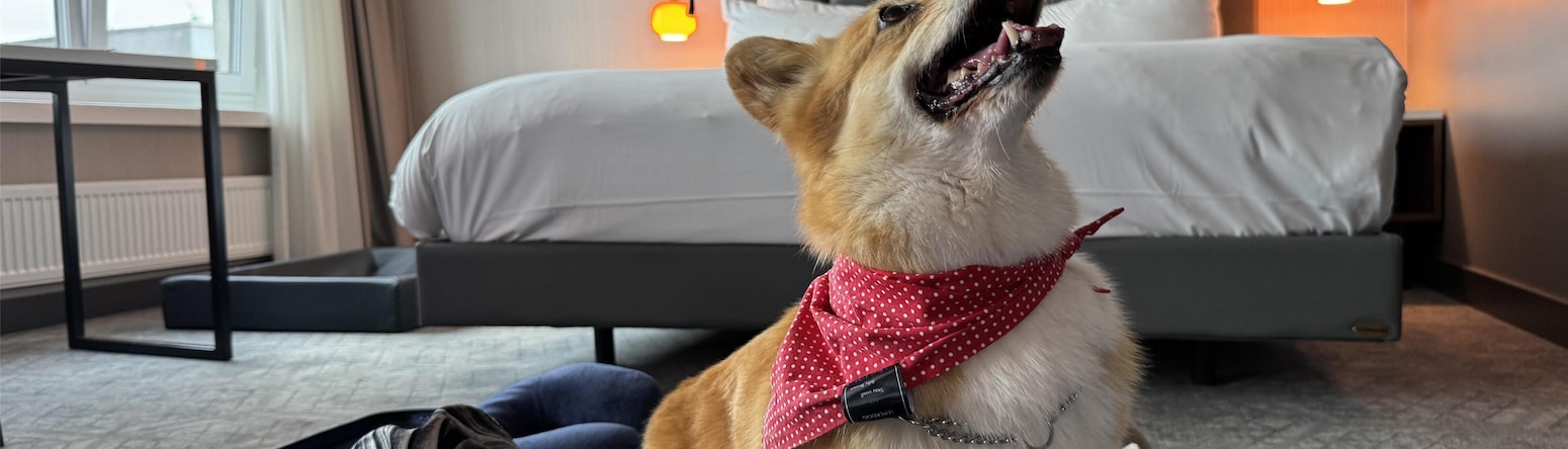 Activation Content B2C - VOL.013 - Activation_Content_B2C-Connection_Hub_Destination_Family_Pets_Rad_Pets-Radisson_Blu-SoMe_Web_Module_Other-Carousel-1080x1080-EN-CESEEBA-General