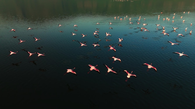 Flamingos