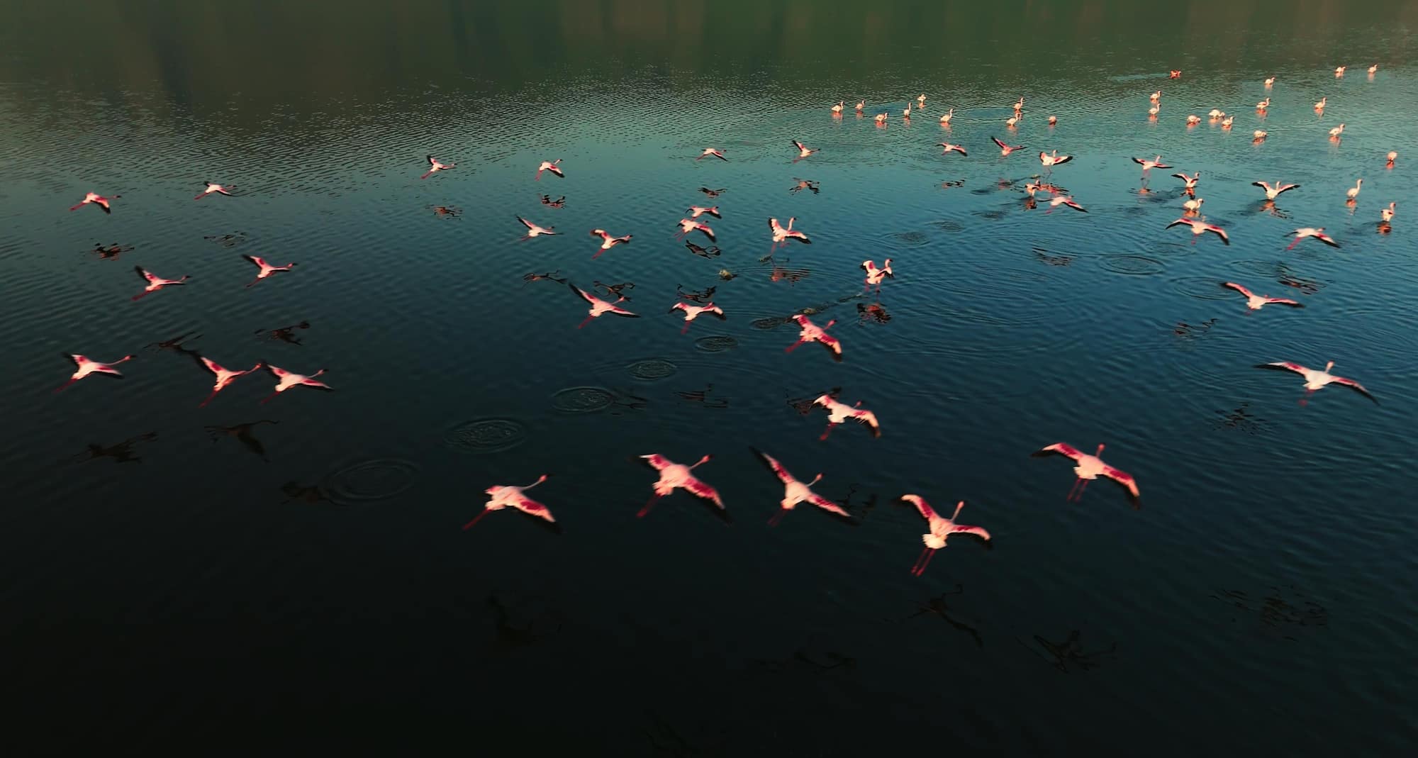 Flamingos
