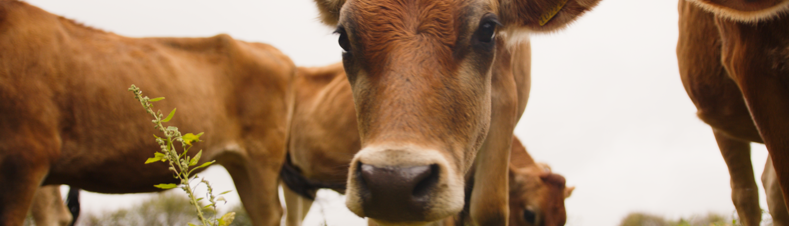 Jersey's famous inhabitants