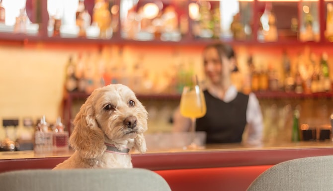Artotel Brand - Dog Friendly
