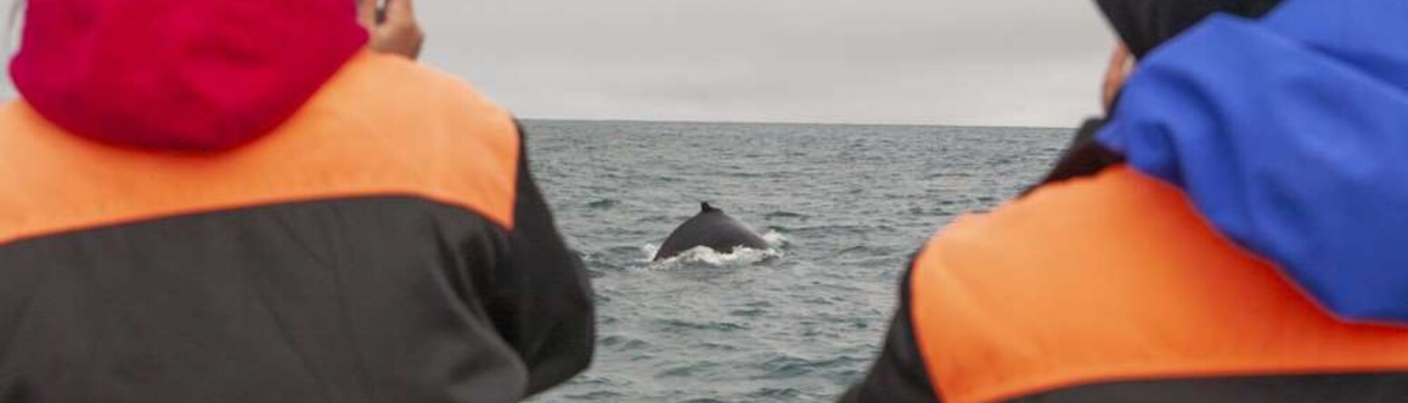 Whale Watching - Iceland, a land for all seasons