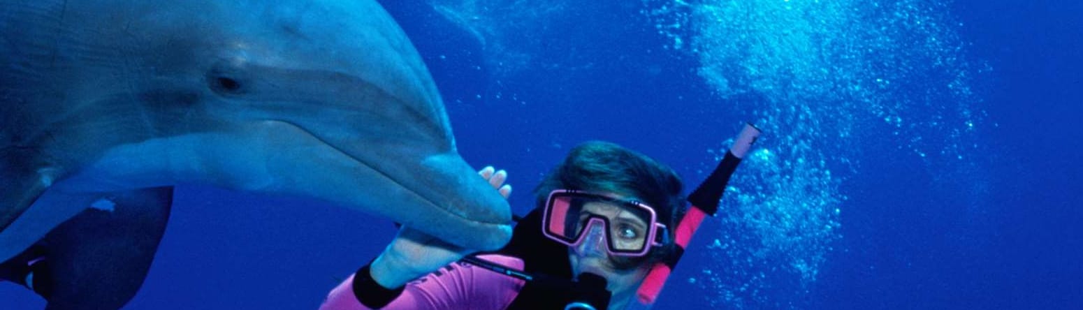 Blog images - swimming with dolphins - Flamingo - 5 ways to spend a family holiday in Hammamet, Tunisia