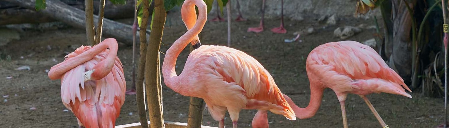 Blog images - Flamingo - 5 ways to spend a family holiday in Hammamet, Tunisia