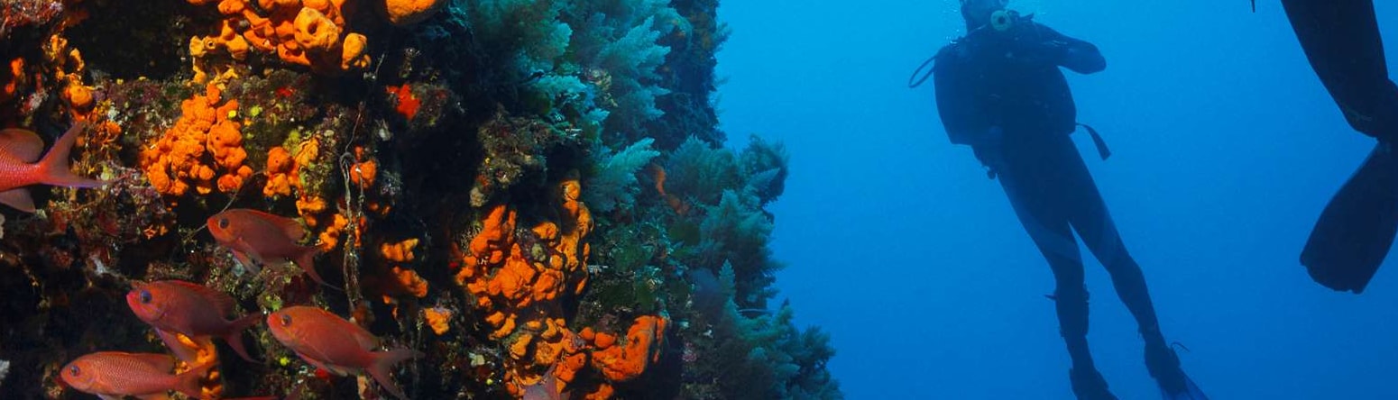 Divers - Top things you need to know about the Red Sea