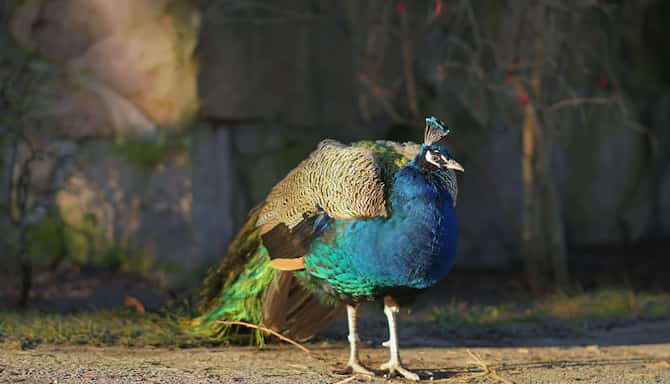 Blog images - 2023 - Top Family Attractions in Riga Latvia Peacock