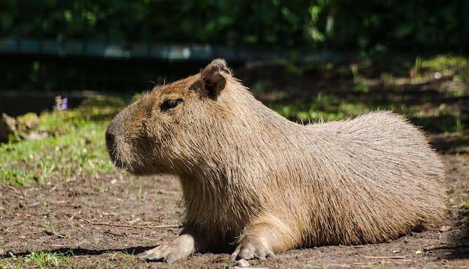 Blog images - 2023 - Top Family Attractions in Riga Latvia Capybara
