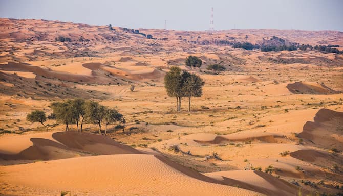 Blog images - 2023 - Top Three Reasons Ras Al Khaimah is an Ideal Vacation Getaway desert tree