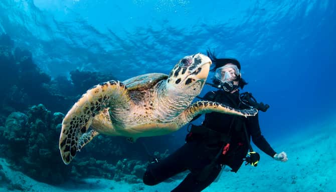 Blog images - Things you should know about Kaş, Turkey - turtle diving 2