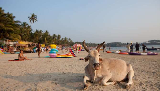 Blog images - 2024 - Goa the insiders way Experiences cow Palolem beach