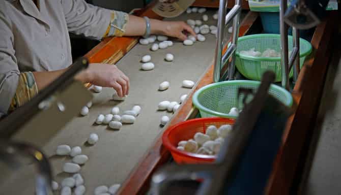 Blog images - 2024 - The Best Day Trips from Shanghai Silk Production in Suzhou