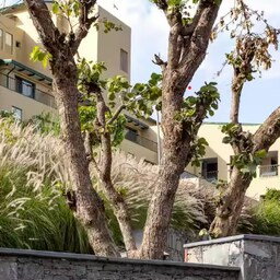 Blog images - 2024 - Discover the Charms of Kumbhalgarh related blogs