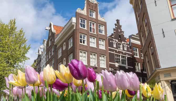 Blog images - 2025 VOL 2 - Amsterdam museums art culture Low angle view of tulips and Amsterdam