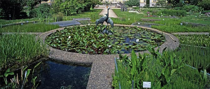 Blog images - 2025 VOL 2 - Bonn Botanical Gardens