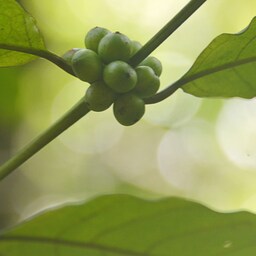 Blog images - 2025 VOL 2 - link image Things to do in Goa