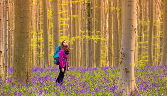 Blog images - 2025 - Day trips from Brussels discover hidden gems Experiences Blue forest known as Hallerbos Halle Flemi