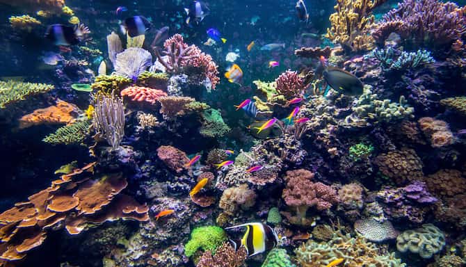 Blog images - 2025 - Aquarium