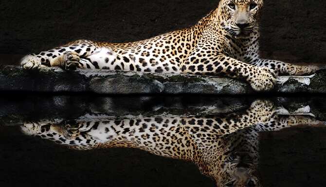 Blog images - 2025 - Bondla Wildlife Sanctuary Goa