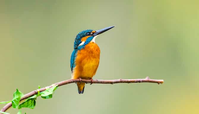 Blog images - 2025 - Salim Ali Bird Sanctuary