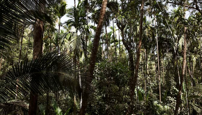 Blog images - 2025 - Rainforest Spice Farm Goa India