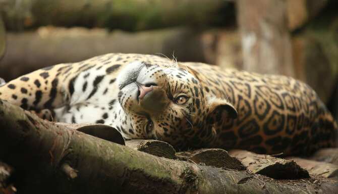Blog images - 2025 - jaguar in ZOO Edinburgh Scotland UK