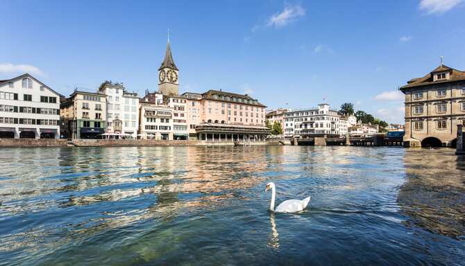 Blog images - 2025 - Things to do in Zurich uncover hidden gems Destination White swan on the Limmat river
