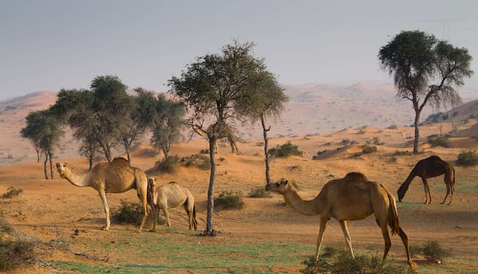 Blog images - 2025 - United Arab Emirates Emirate of Ras al Khaimah