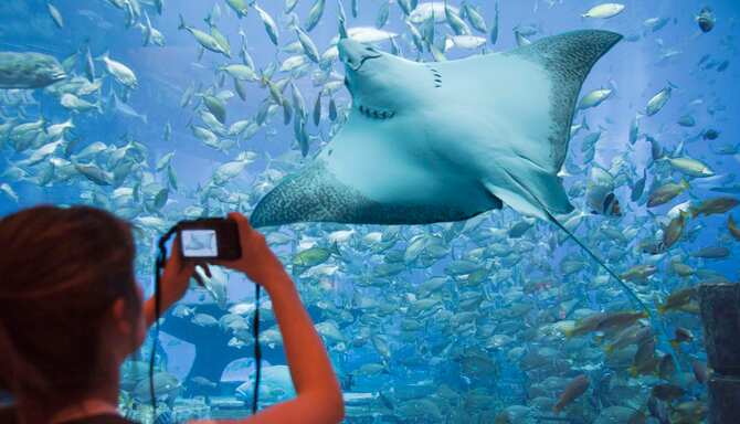 Blog images - 2025 - Dubai museums uncover hidden gems Culture Atlantis Aquarium at Dubai