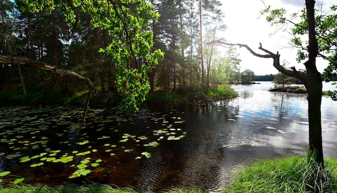 Blog images - 2025 - Day trips from Stockholm discover hidden gems Experiences Stockholm Tyresta National Park