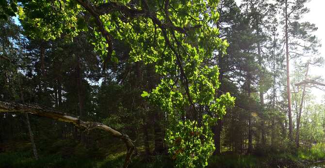 Blog images - 2025 - Brussels park