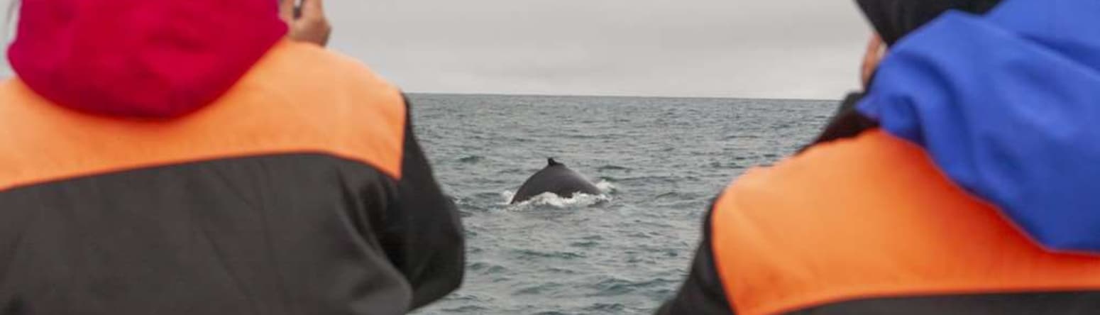 Whale Watching - Iceland, a land for all seasons