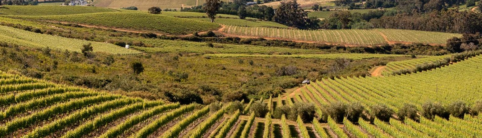 Blog images - Stellenbosch Vineyards - Savor quality wine at 6 of Cape Town´s best estates