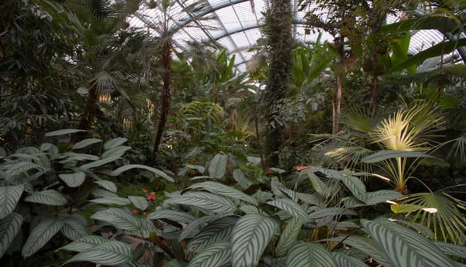 Blog images - Palmengarten botanical gardens - An #Innsider guide to Frankfurt