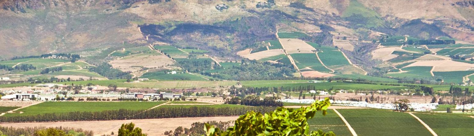 Vineyard - Savor Quality Wine at 6 of Cape Town's Best Estates