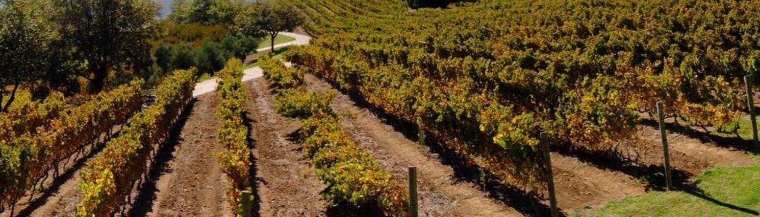 Stellenbosch Vineyards - Savor Quality Wine at 6 of Cape Town's Best Estates