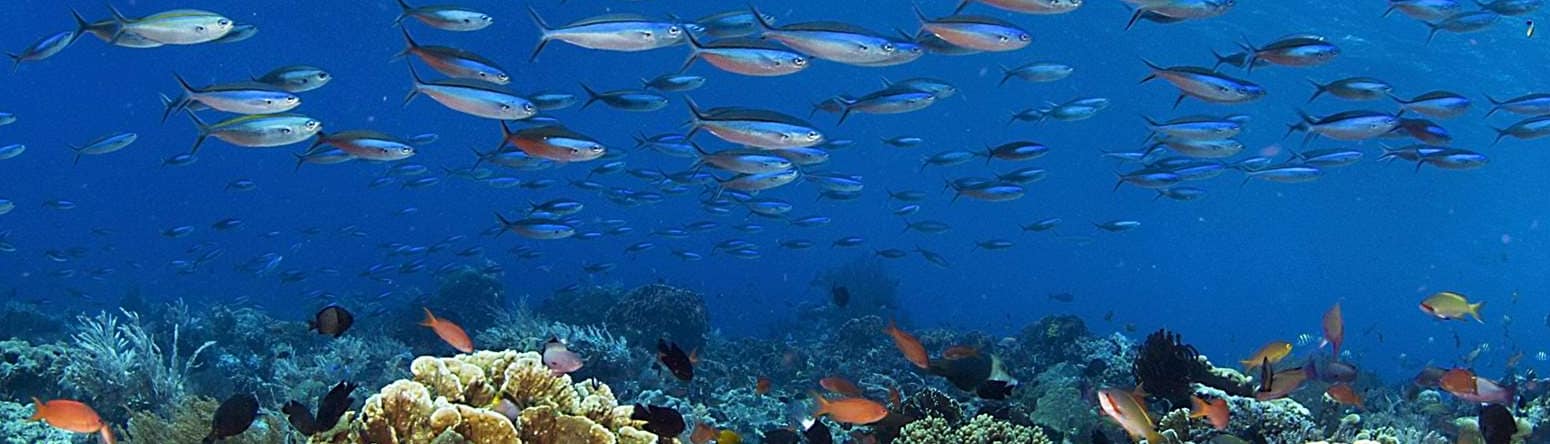 Coral Reefs - 8 things you need to know about the Red Sea